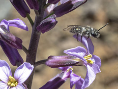 Andrena chalcogastra