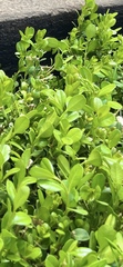 Buxus microphylla