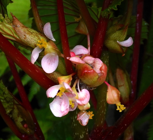 Begonia rieckei, photograph 1