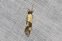Opogona comptella