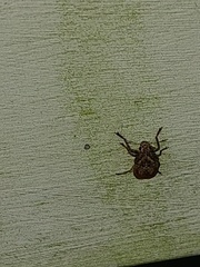 Araecerus