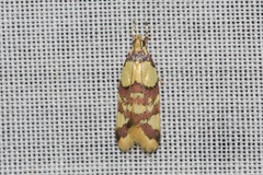 Callithauma callianthes