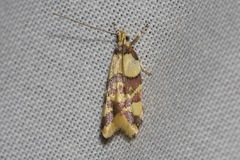 Callithauma callianthes