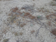Haloxylon ammodendron