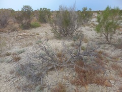 Haloxylon ammodendron