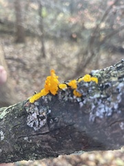 Tremella mesenterica