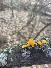 Tremella mesenterica