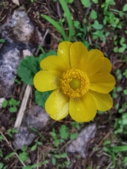 Ranunculus bullatus