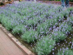 Lavandula
