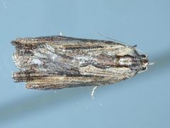 Cryptoptila immersana