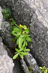 Senecio pseudoarnica