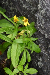 Senecio pseudoarnica