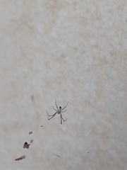 Trichonephila edulis