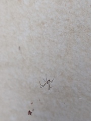 Trichonephila edulis