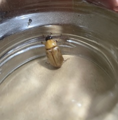 Cyclocephala signaticollis