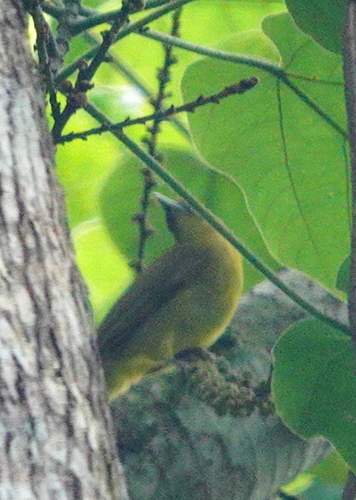 Halmahera Golden Bulbul (Hypsipetes chloris), photo 4