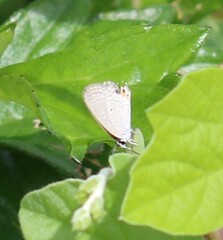 Catochrysops panormus