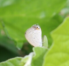 Catochrysops panormus