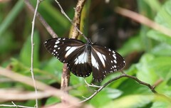 Danaus affinis