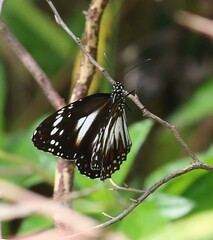 Danaus affinis