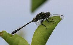 Orthetrum serapia
