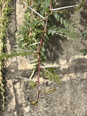 Vachellia xanthophloea
