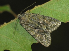 Dryobotodes eremita