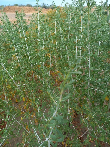 Nitraria sibirica (Nitraria sibirica)