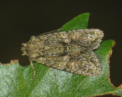 Dryobotodes eremita