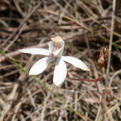 Caladenia gracilis