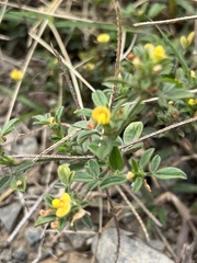 Stylosanthes