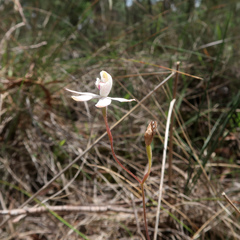Caladenia gracilis