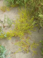 Horaninovia ulicina