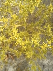 Horaninovia ulicina