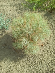 Ceratocarpus arenarius