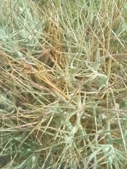 Ceratocarpus arenarius