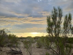 Haloxylon ammodendron