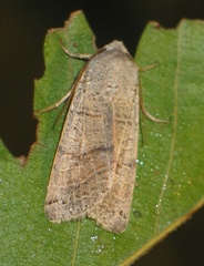 Agrochola humilis