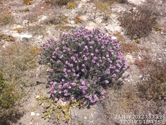 Limonium capense