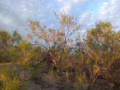Haloxylon ammodendron