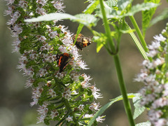 Vanessa vulcania