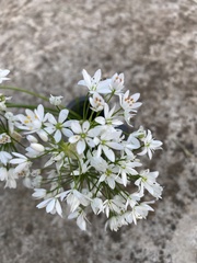 Allium subhirsutum
