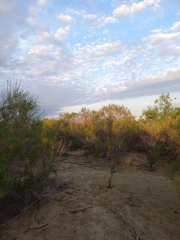 Haloxylon ammodendron