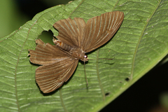 Capila zennara
