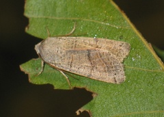 Agrochola humilis