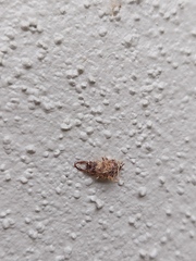 Nymphinae