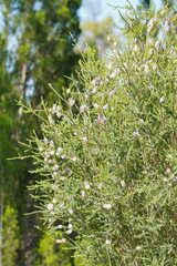 Melaleuca decussata