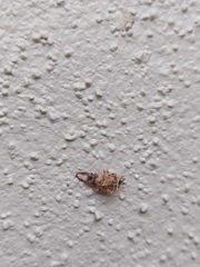 Nymphinae