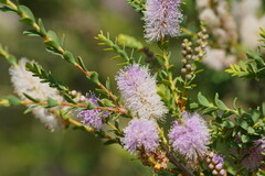 Melaleuca decussata
