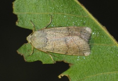 Agrochola humilis